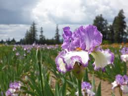 Swept Off My Feet Reblooming Bearded Iris